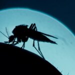 Piqûres de moustiques : des facteurs déterminent les réactions variées chez les individus.