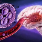 Une thérapie sucrée augmente de 50 % la survie contre un cancer cérébral chez des souris.