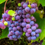 Des scientifiques envoient des pépins de raisin à l’ISS pour étudier leur germination en microgravité.