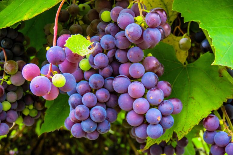 Des scientifiques envoient des pépins de raisin à l’ISS pour étudier leur germination en microgravité.