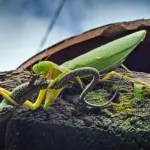 Des scientifiques alertent sur la menace des mantes asiatiques pour la faune européenne.