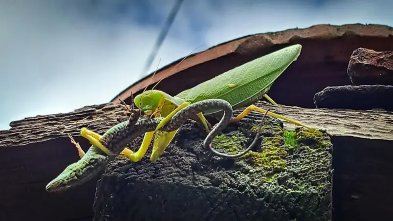 Des scientifiques alertent sur la menace des mantes asiatiques pour la faune européenne.