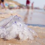 Méduses envahissent les plages du Var et des Alpes-Maritimes cet été, perturbant la baignade.