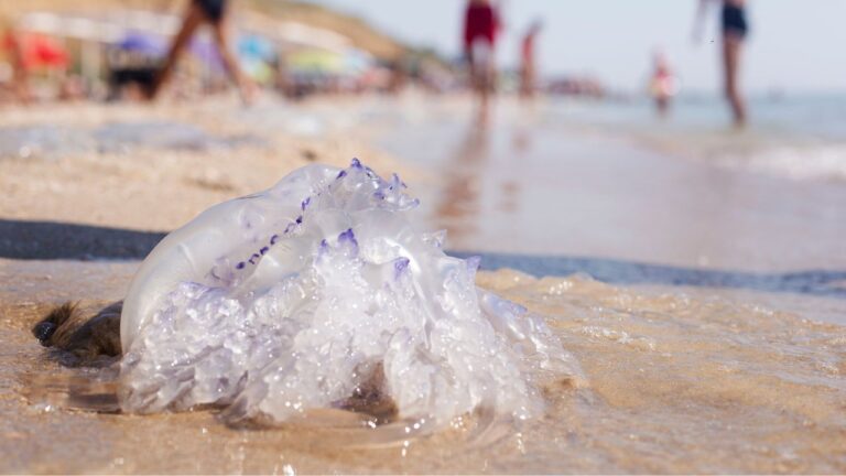 Méduses envahissent les plages du Var et des Alpes-Maritimes cet été, perturbant la baignade.