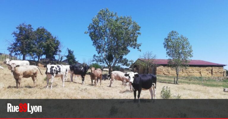 Coopérative paysanne pour sauver le dernier abattoir du Rhône par le circuit court