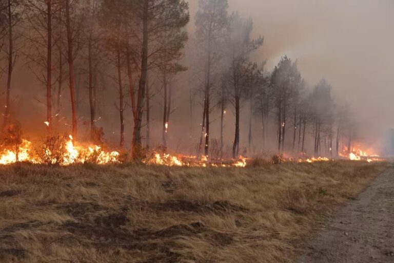 Incendies : une mère chante pour apaiser sa fille en fuyant les flammes.
