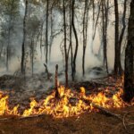 Prévention des incendies de forêt : stratégies en Suisse et en Europe à adopter.