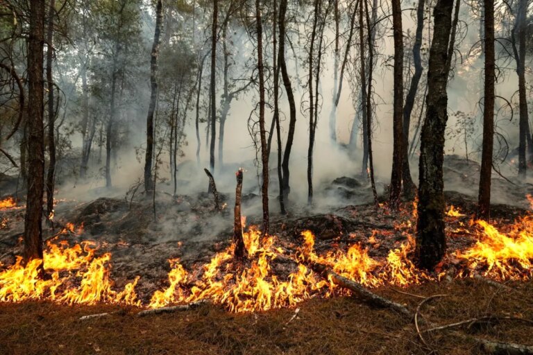 Prévention des incendies de forêt : stratégies en Suisse et en Europe à adopter.