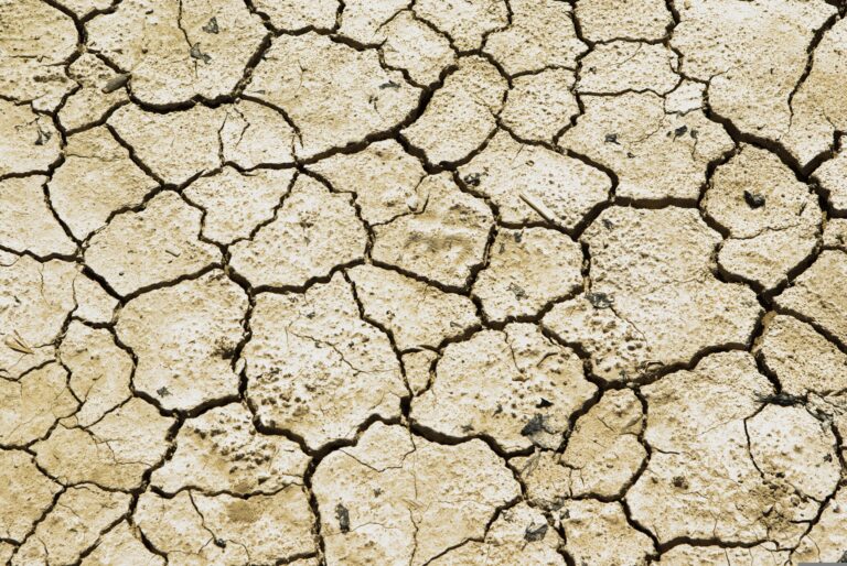Sécheresse catastrophique en France : des agriculteurs en difficulté face à l’inaction de l’État.