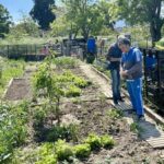 Les habitants d’Aux Oliviers à Marseille souhaitent préserver leur jardin communautaire.