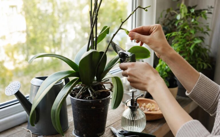 Soin de 5 minutes pour revitaliser les orchidées après leur floraison en août.