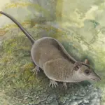 Découverte d’une branche perdue des marsupiaux australiens par des scientifiques.