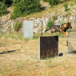 Camp militaire de Canjuers : les maîtres-chiens du 1er régiment de chasseurs d&rsquo;Afrique en action.