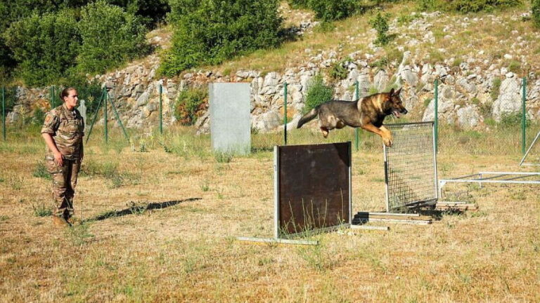 Camp militaire de Canjuers : les maîtres-chiens du 1er régiment de chasseurs d’Afrique en action.