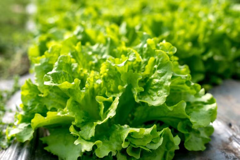Manger de la salade le soir : recommandations nutritionnelles des diététiciens.