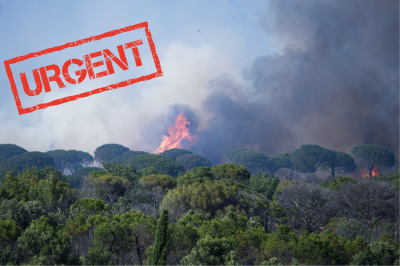 Incendies en PACA : la Fondation du patrimoine lance une collecte pour soutenir les sinistrés