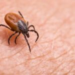 Anamoplasmose : les risques de transmission par les tiques en France.