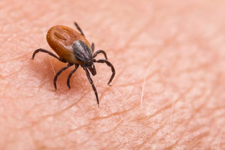 Anamoplasmose : les risques de transmission par les tiques en France.