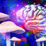Des recherches révèlent que les champignons hallucinogènes modifient la structure cérébrale durablement.