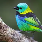 Des chercheurs identifient des évolutions rapides chez les oiseaux grâce à l’IA.