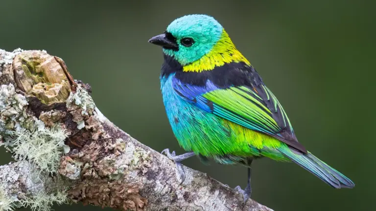 Des chercheurs identifient des évolutions rapides chez les oiseaux grâce à l’IA.