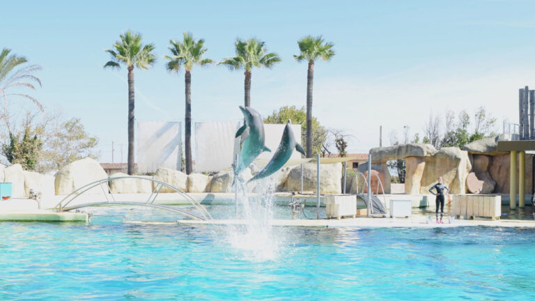 Huit dauphins de Marineland transférés en Espagne sous supervision de l’État français.
