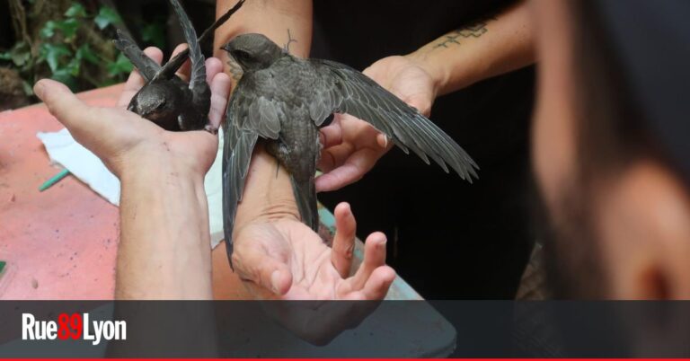 Canicule à Lyon : l’observation des martinets en hausse dans la faune sauvage
