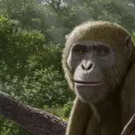 Fossile de singe ancien en Égypte remet en question les théories sur les origines humaines.