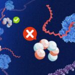 Des gènes bactériens riches en purines identifiés par des chercheurs du MIT