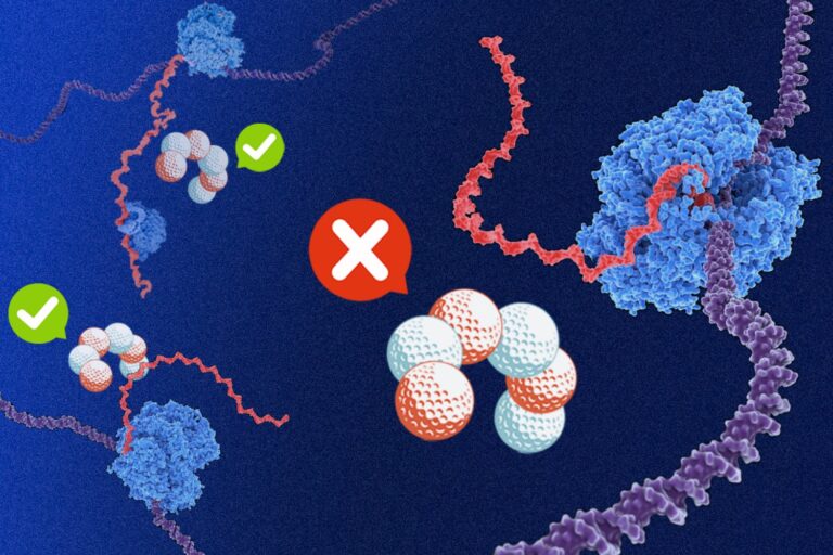 Des gènes bactériens riches en purines identifiés par des chercheurs du MIT