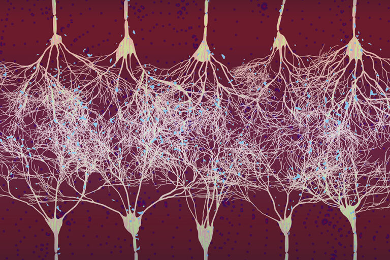 Le processus d’apprentissage visuel dans le cerveau selon le MIT