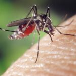 Gratter ses piqûres de moustique : recommandations de médecins pour éviter infections et irritations.
