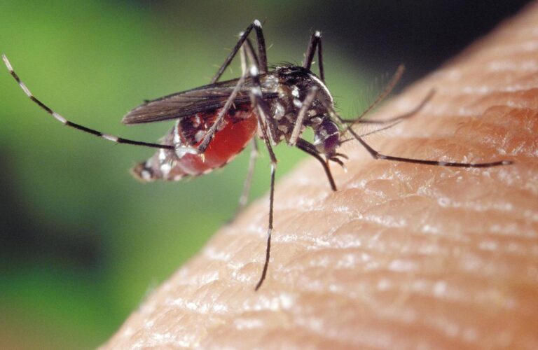 Gratter ses piqûres de moustique : recommandations de médecins pour éviter infections et irritations.