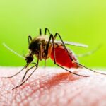 Premier cas de virus West Nile détecté dans les Pyrénées-Orientales en France.