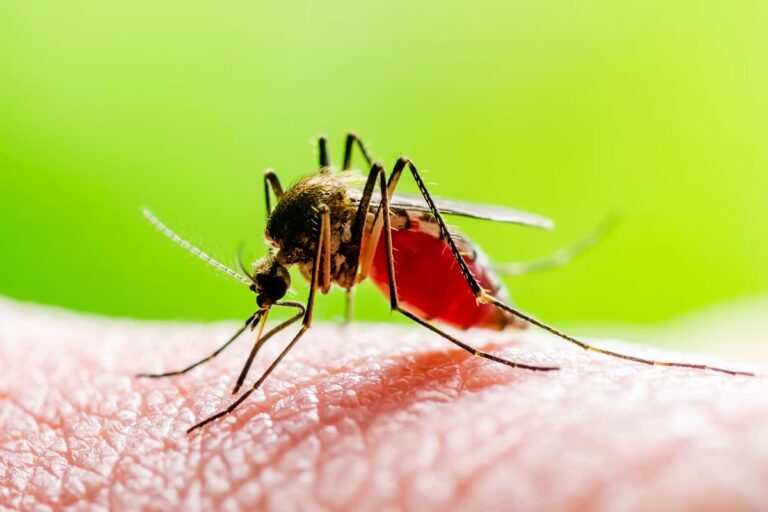 Premier cas de virus West Nile détecté dans les Pyrénées-Orientales en France.