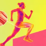 Des chercheurs découvrent une méthode pour améliorer la réparation musculaire avec l&rsquo;âge.