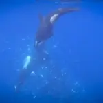 Des orques filmées en train de déchirer un poisson-lune géant en milliers de morceaux.