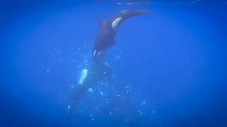 Des orques filmées en train de déchirer un poisson-lune géant en milliers de morceaux.