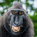 Les grands singes rient comme les humains, révélant des liens avec nos ancêtres.