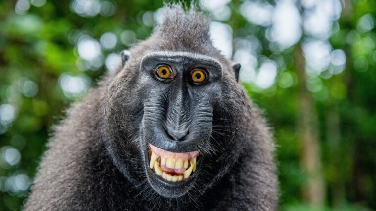Les grands singes rient comme les humains, révélant des liens avec nos ancêtres.