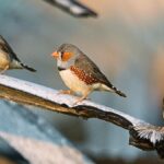 Une chercheuse déchiffre le langage des oiseaux, avancée vers la communication animale.