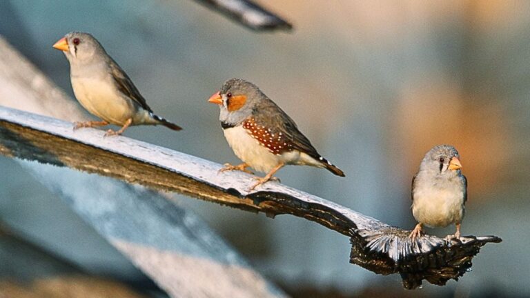 Une chercheuse déchiffre le langage des oiseaux, avancée vers la communication animale.