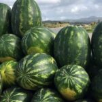 Algérie : le ministère du Commerce prend des mesures pour soutenir la production de pastèques