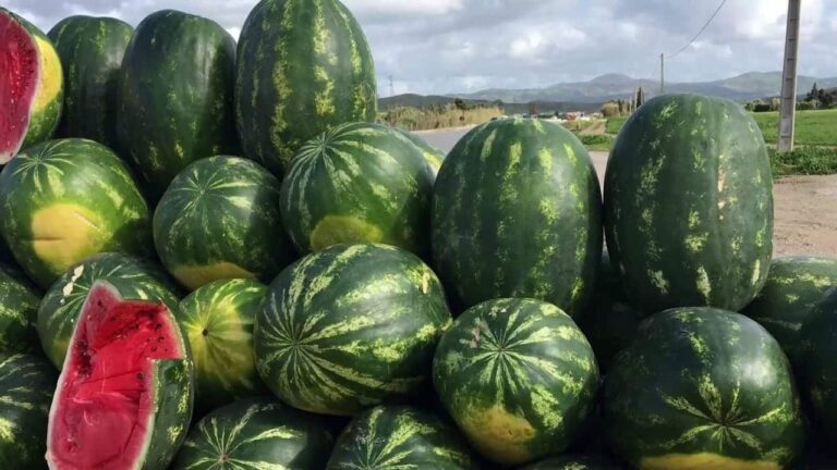 Algérie : le ministère du Commerce prend des mesures pour soutenir la production de pastèques