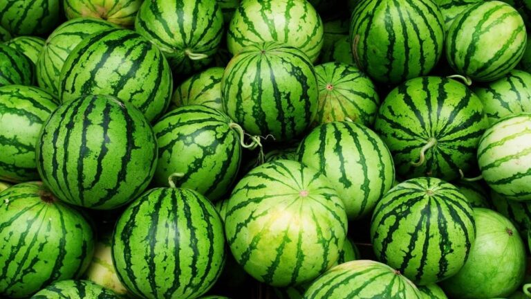 Algérie : l’Apoce alerte sur les risques sanitaires liés à la consommation de pastèque.