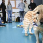 Sierentz : Sun, la chienne d’assistance, aide les élèves au collège à progresser.