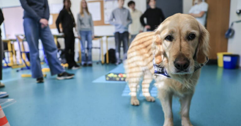 Sierentz : Sun, la chienne d’assistance, aide les élèves au collège à progresser.