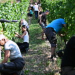Beaujolais : les vendanges 2026 prévues dès la mi-août selon les viticulteurs locaux.