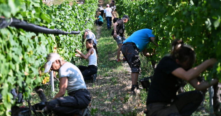 Beaujolais : les vendanges 2026 prévues dès la mi-août selon les viticulteurs locaux.