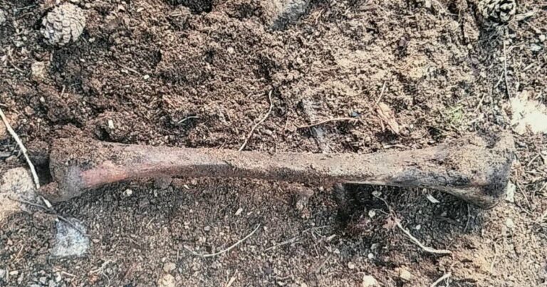Des ossements de la Grande Guerre découverts à Metzeral, confirmés par des archéologues.